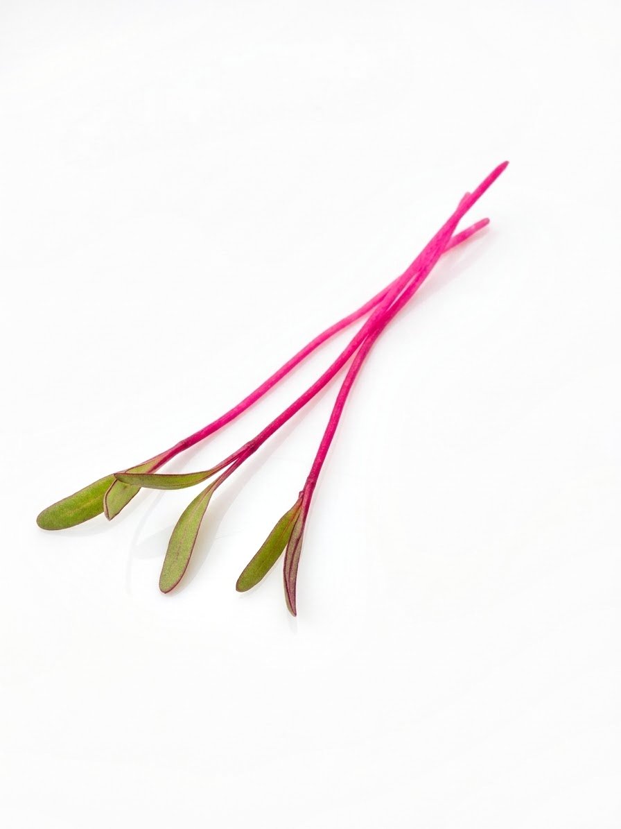 Microverduras de betarraga, tallos fucsia intenso