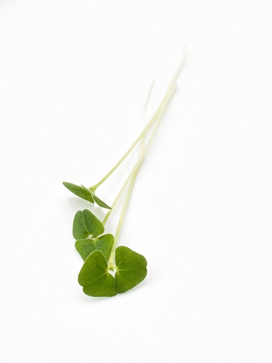 Microverduras de chía, brotes finos con hojas pequeñas