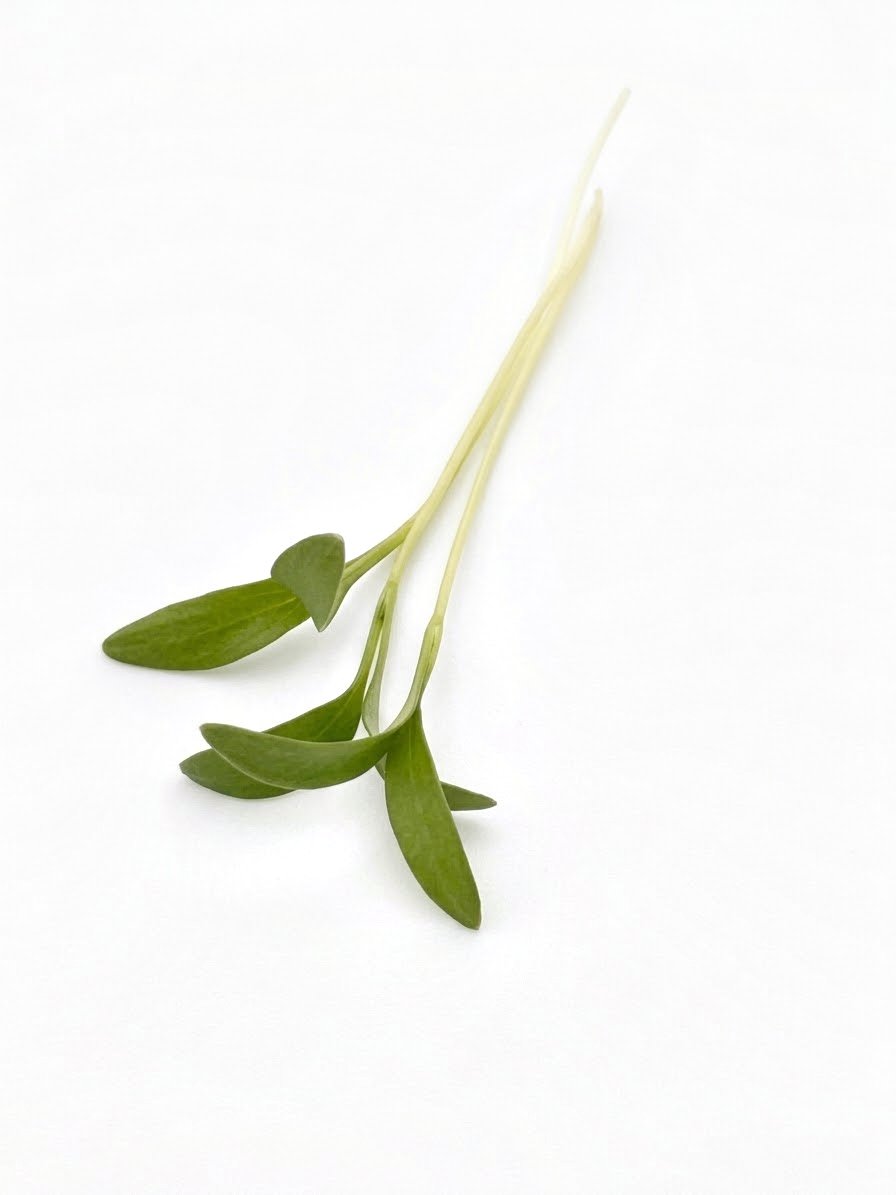 Microverduras de cilantro, hojas alargadas verde brillante