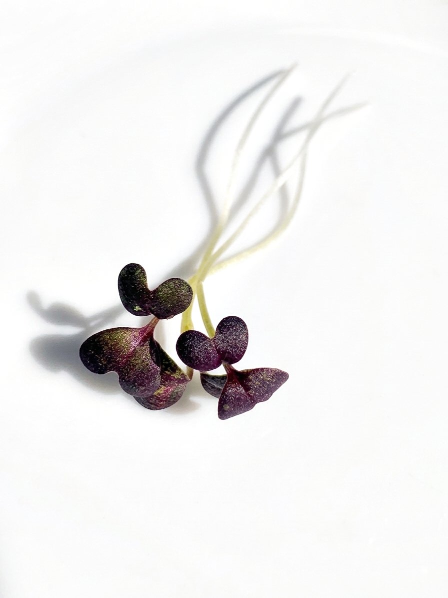Microverduras de mizuna roja, hojas violeta oscuro