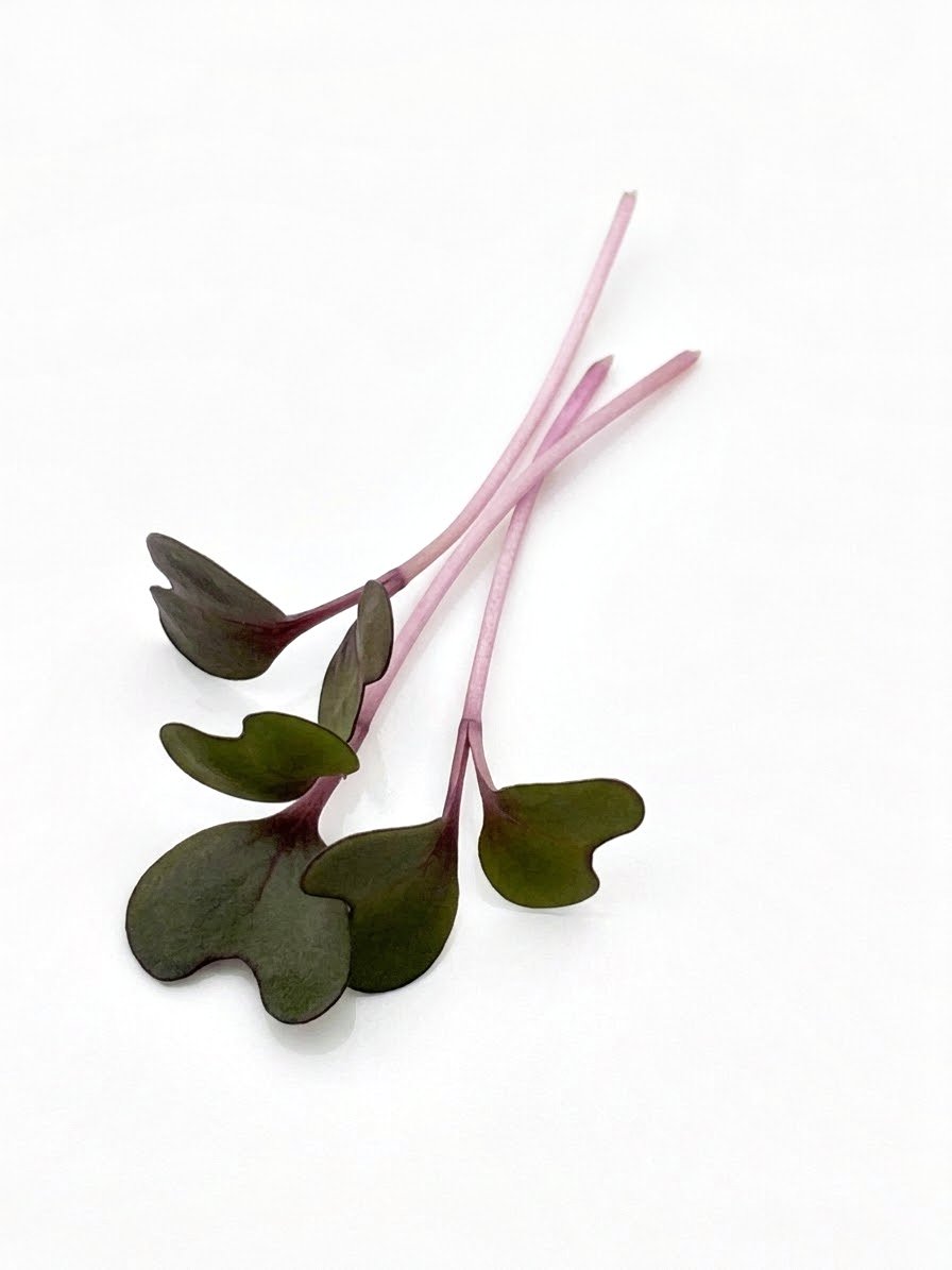Microverduras de repollo morado Cabeza Negra, tallo fucsia y hojas verde violáceo