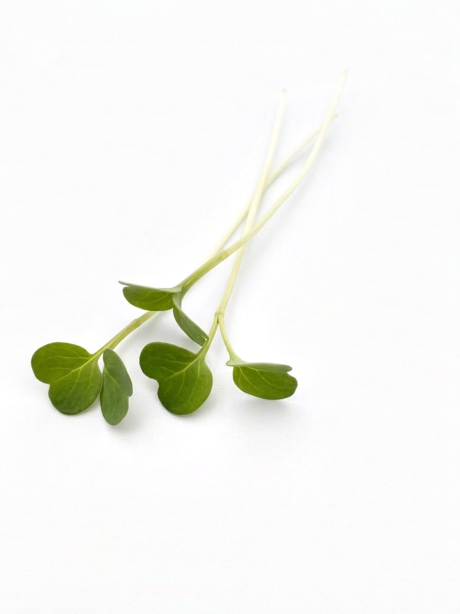 Microverduras de rúcula Rocket, hojas verdes pequeñas sobre tallo blanco